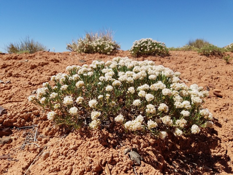 Comb Wash Buckwheat photo 4