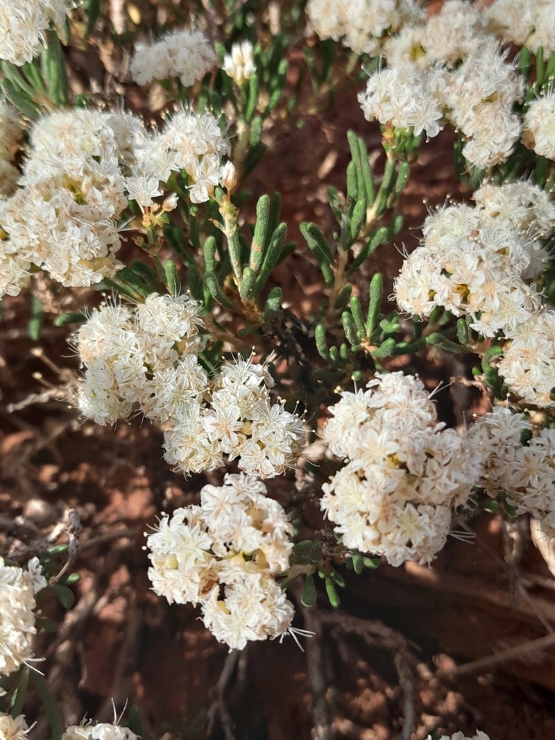 Comb Wash Buckwheat photo 5