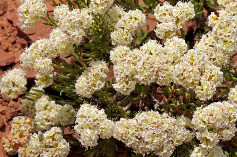 Comb Wash Buckwheat photo 6