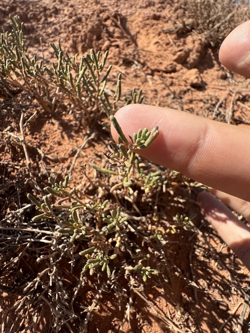 Comb Wash Buckwheat photo 7