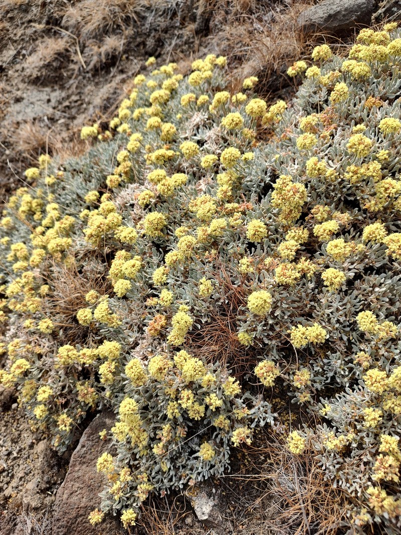 Basalt Desert Buckwheat