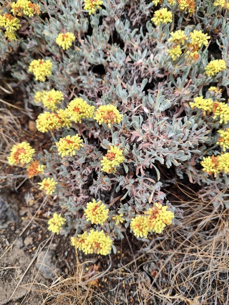 Basalt Desert Buckwheat