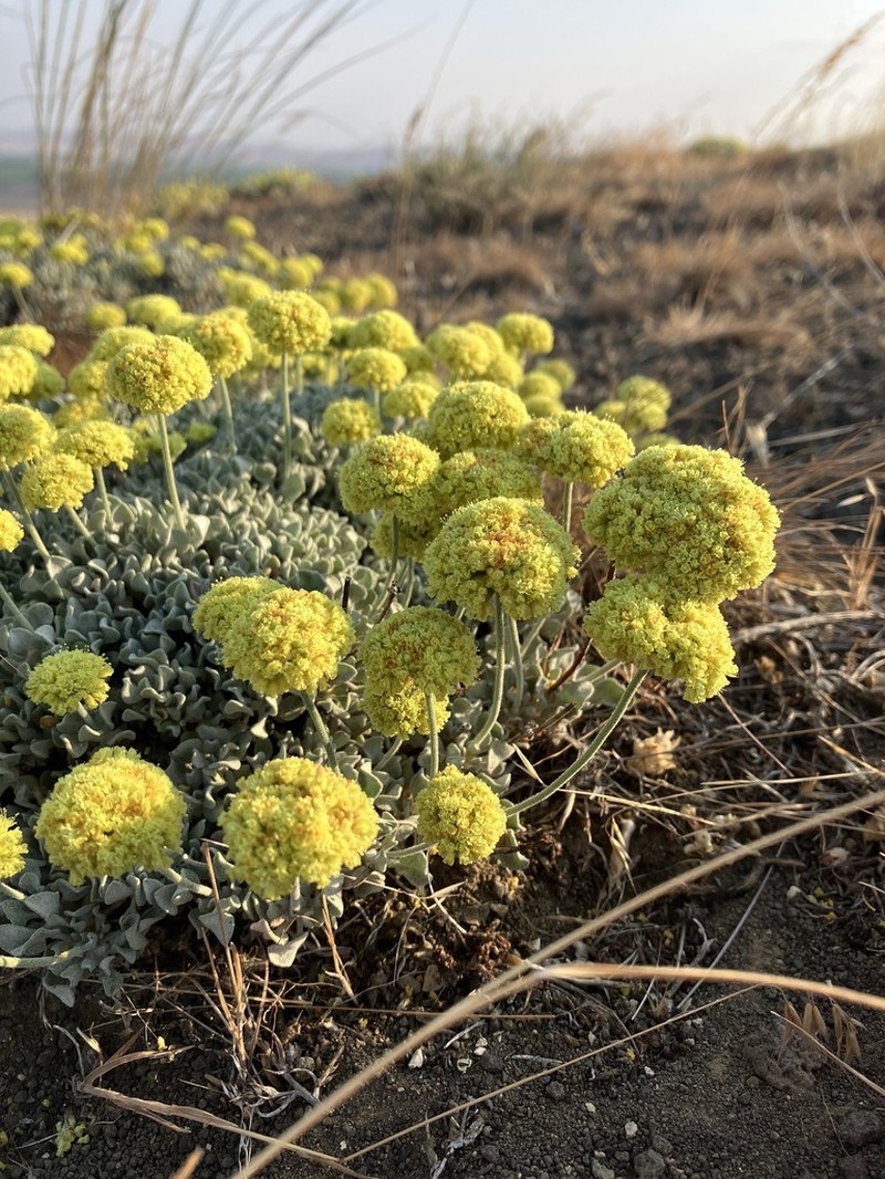 Basalt Desert Buckwheat photo 2