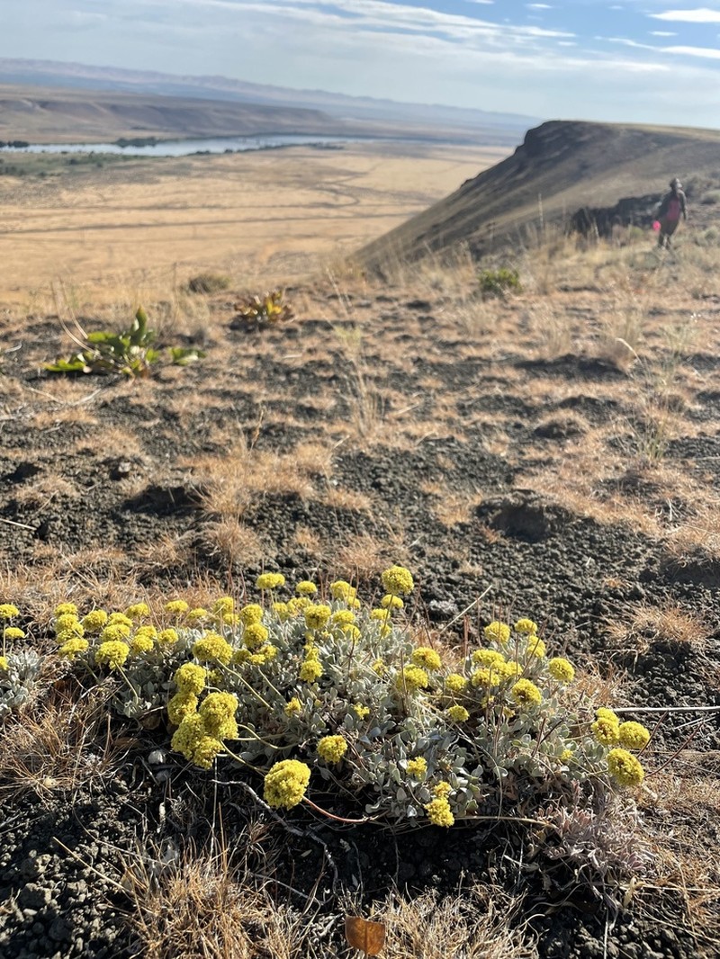 Basalt Desert Buckwheat photo 3
