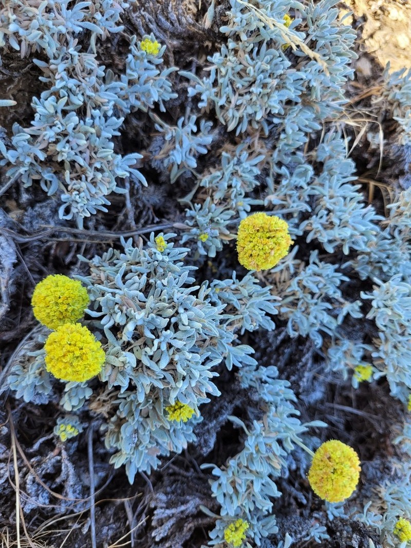 Basalt Desert Buckwheat photo 4