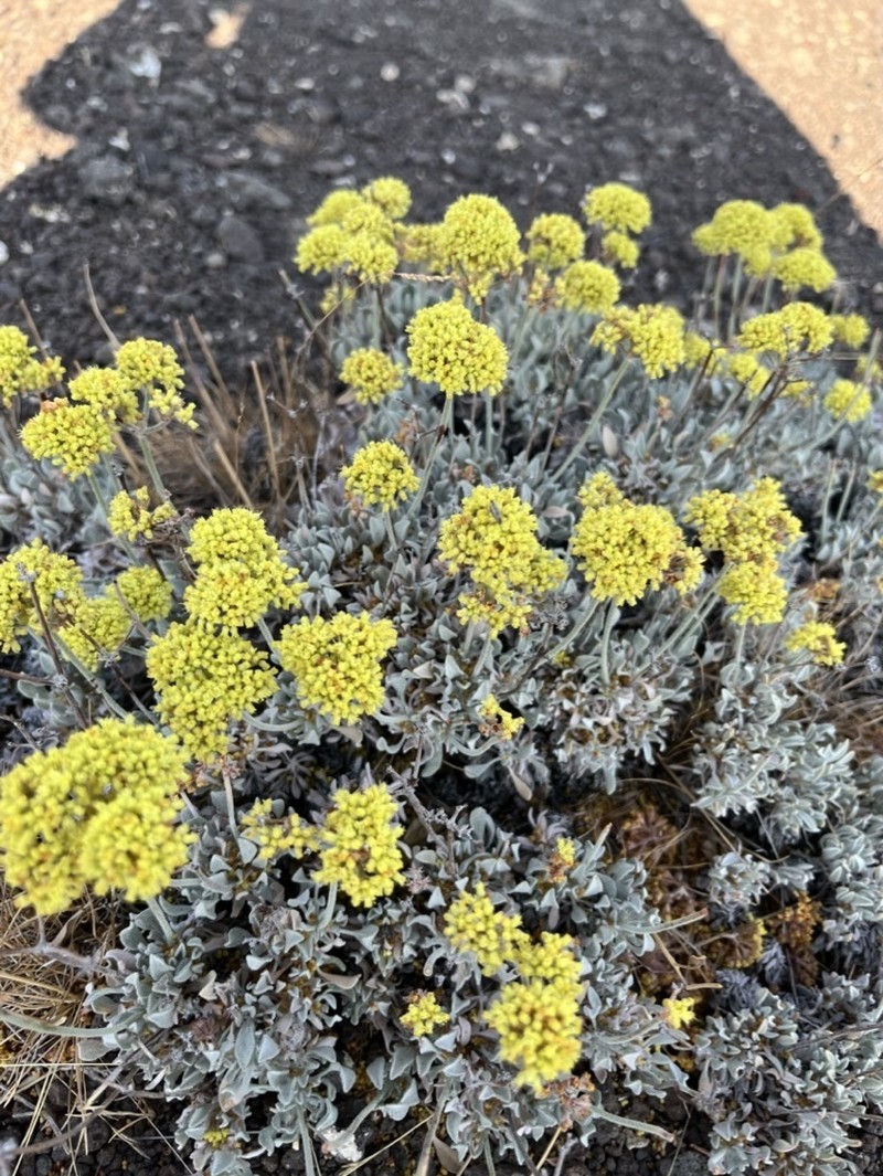 Basalt Desert Buckwheat photo 6