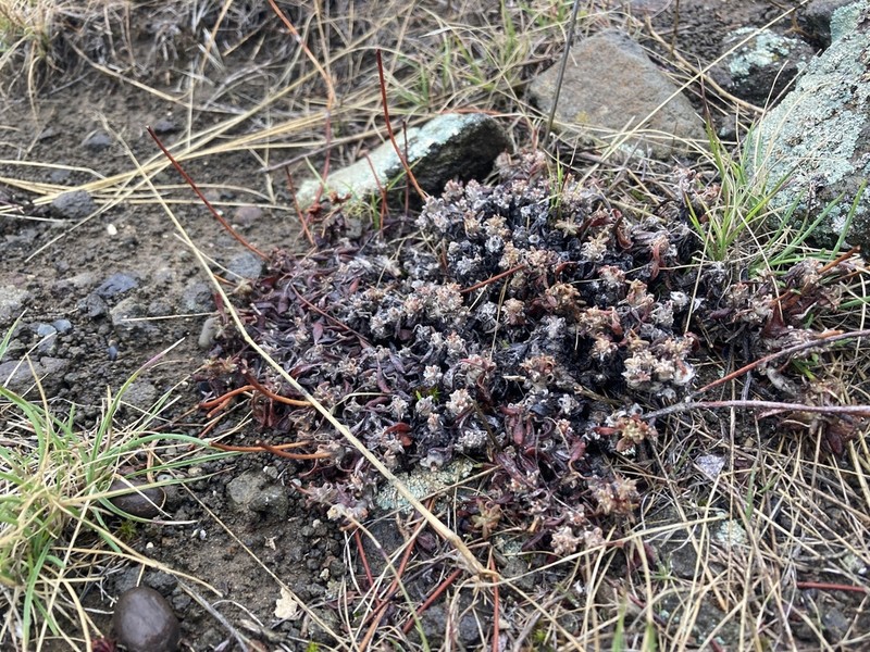 Basalt Desert Buckwheat photo 7