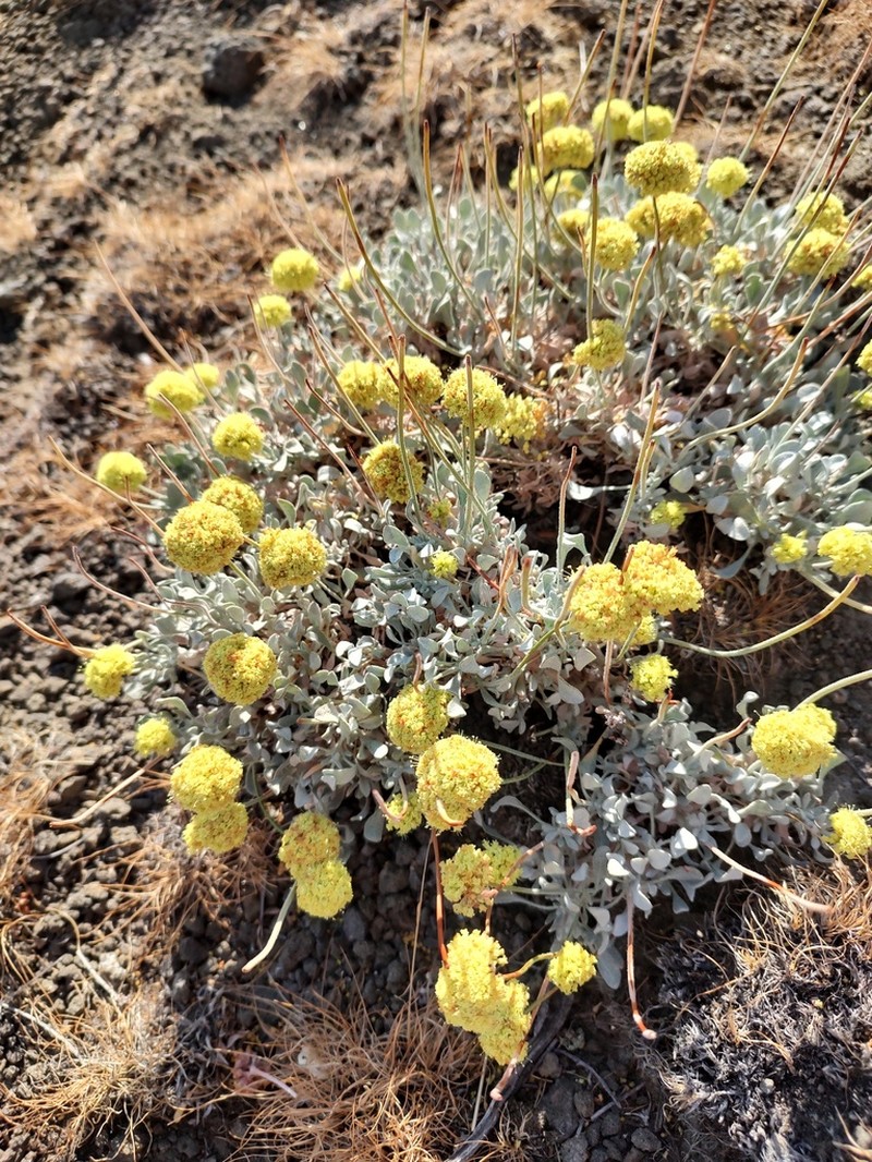 Basalt Desert Buckwheat photo 8