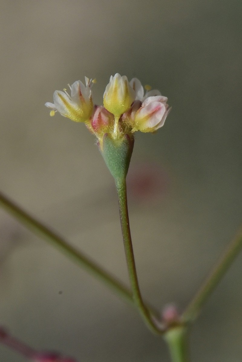 Hill Buckwheat