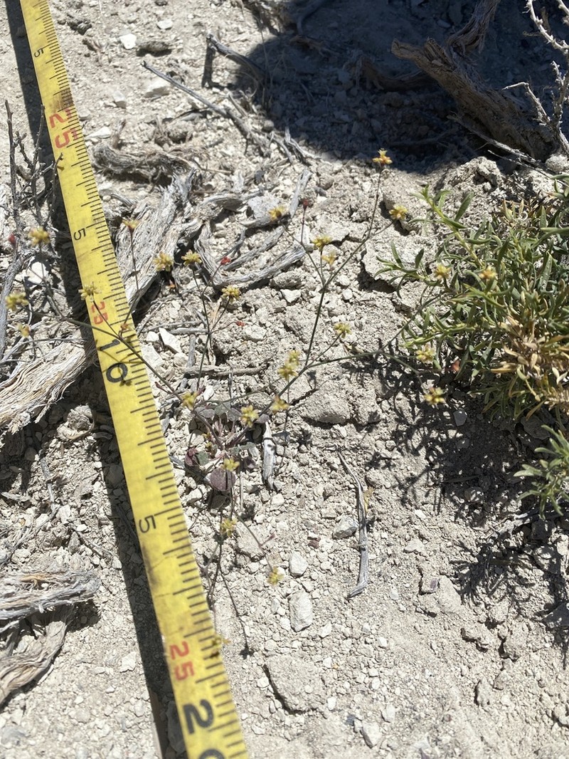 Hill Buckwheat photo 2