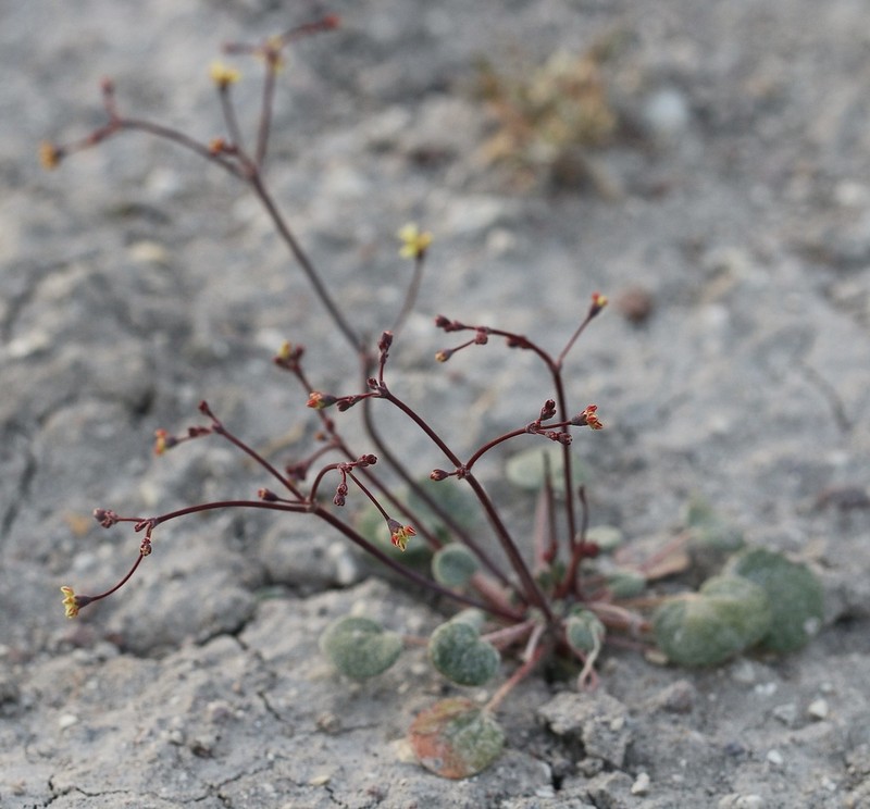 Hill Buckwheat photo 4