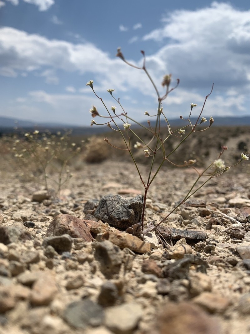 Hill Buckwheat photo 5