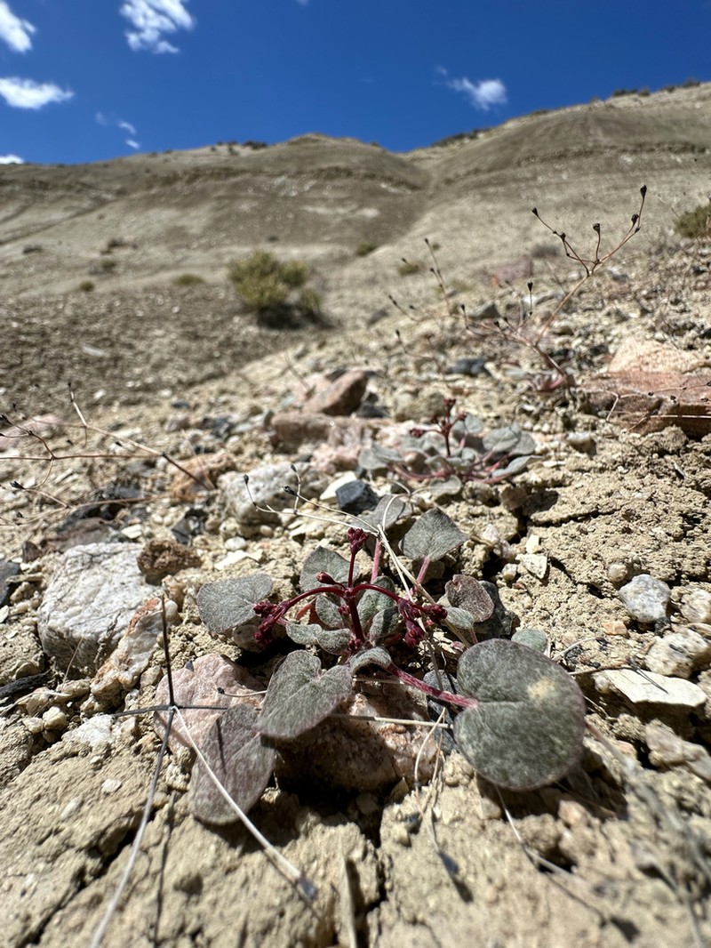 Hill Buckwheat photo 6