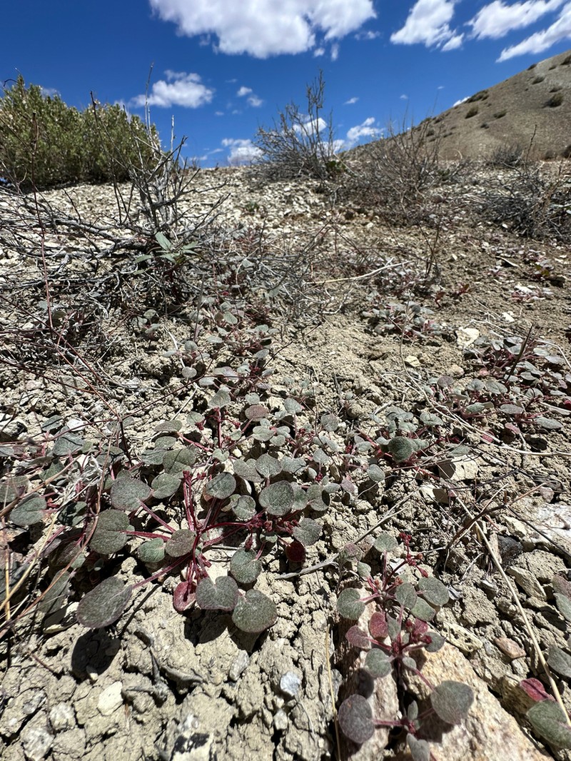 Hill Buckwheat photo 7