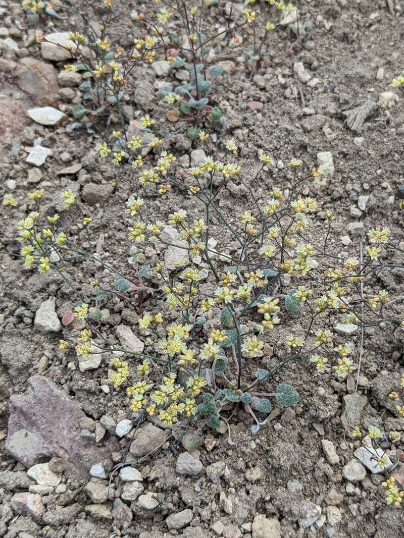 Hill Buckwheat photo 8