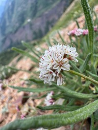Colorado Buckwheat