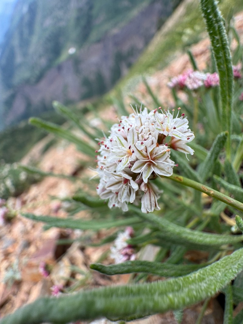 Colorado Buckwheat