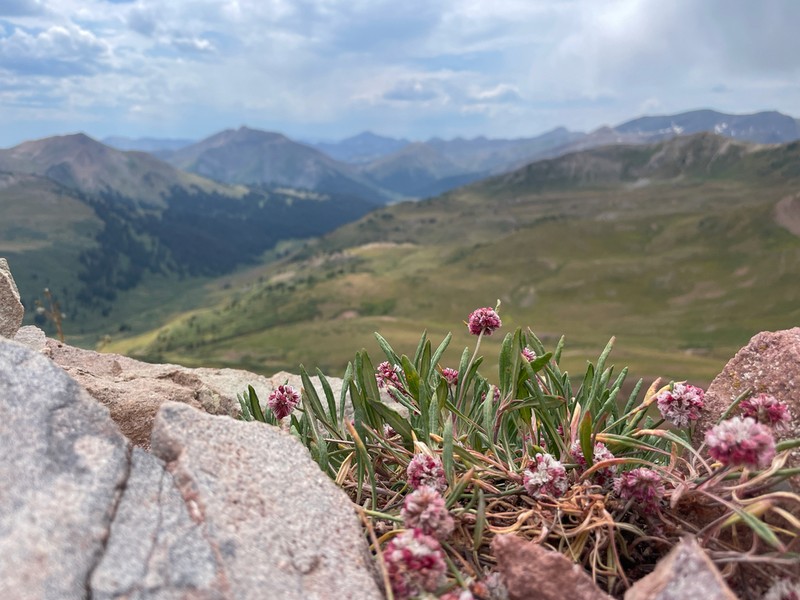 Colorado Buckwheat photo 2