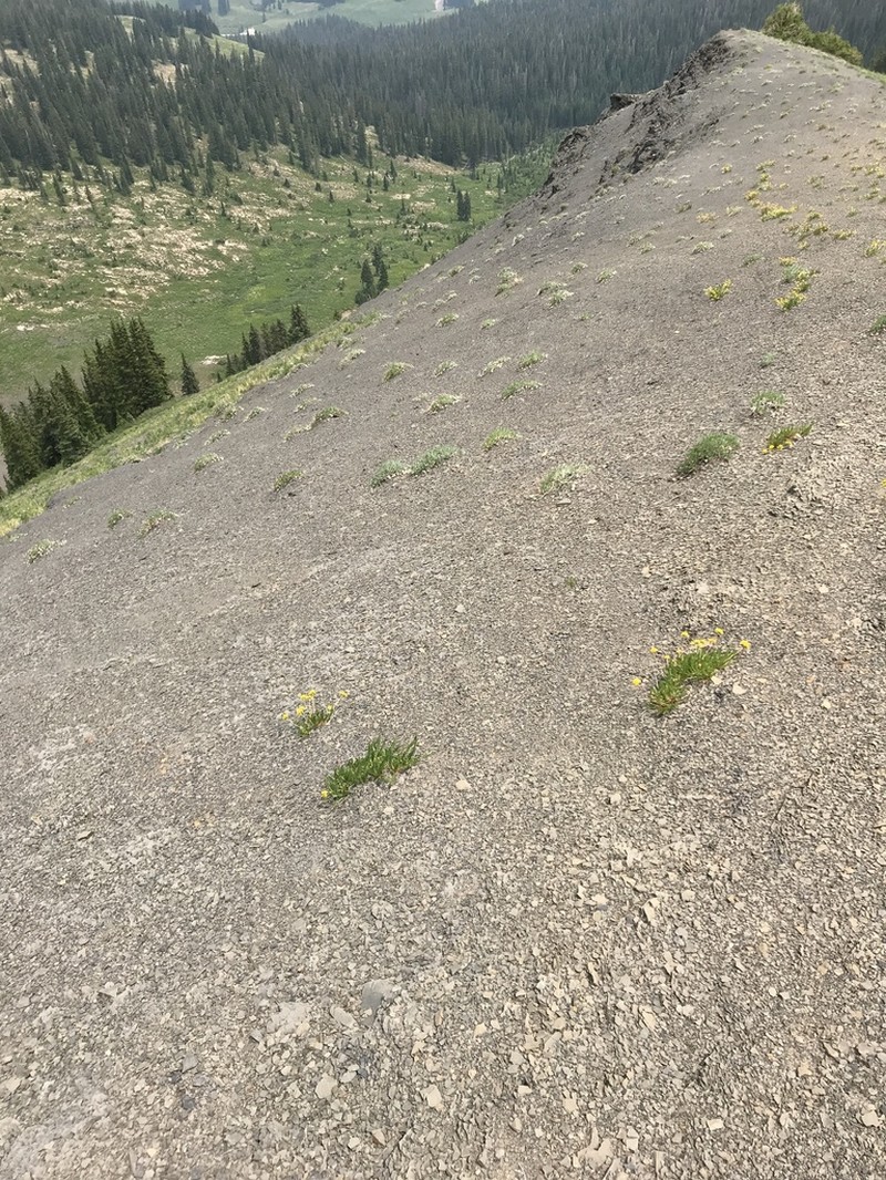 Colorado Buckwheat photo 3