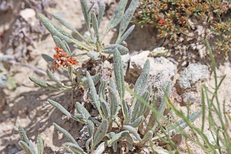 Colorado Buckwheat photo 4