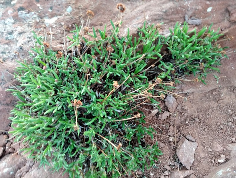 Colorado Buckwheat photo 5