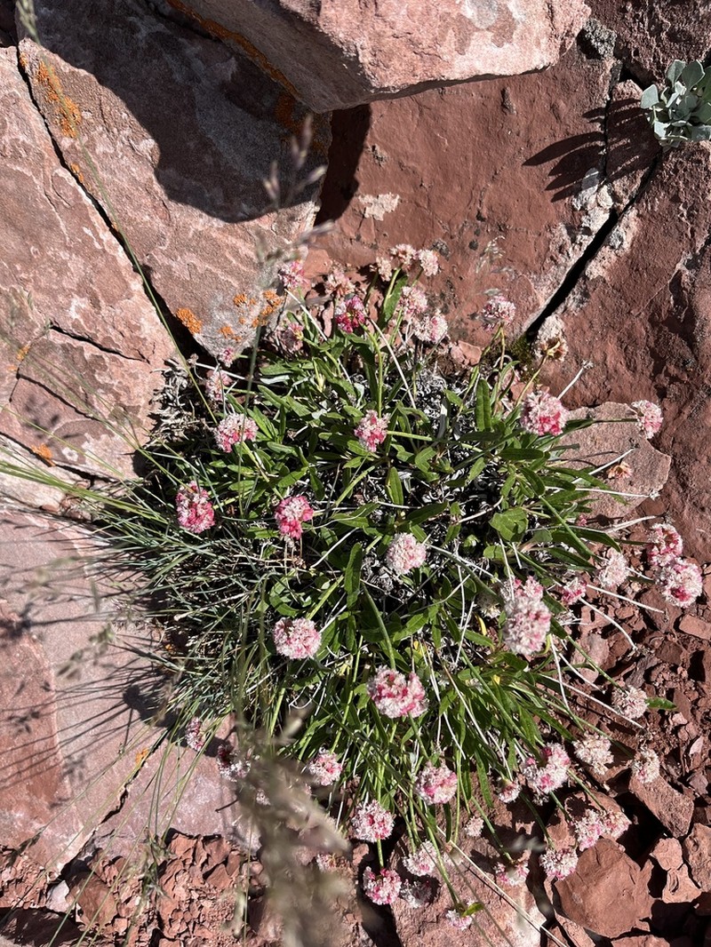 Colorado Buckwheat photo 6