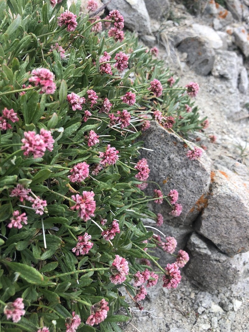 Colorado Buckwheat photo 7