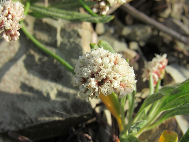 Colorado Buckwheat photo 8