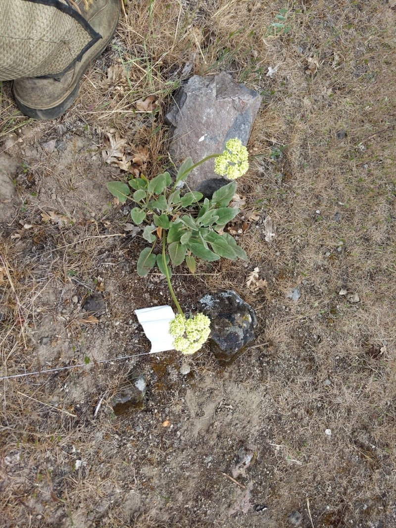 Arrowleaf Buckwheat