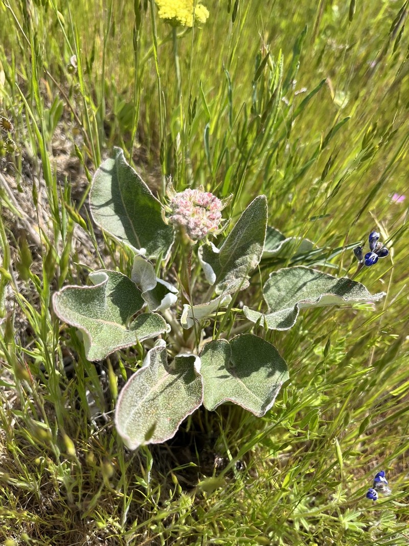 Arrowleaf Buckwheat photo 3