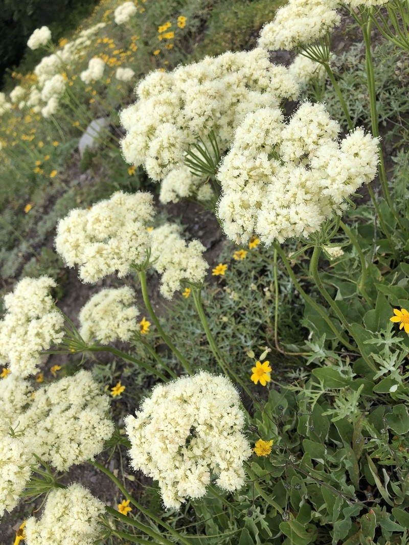 Arrowleaf Buckwheat photo 4