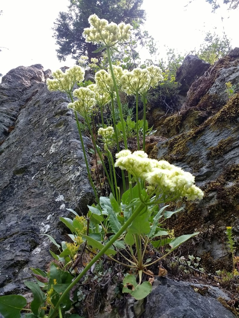 Arrowleaf Buckwheat photo 5