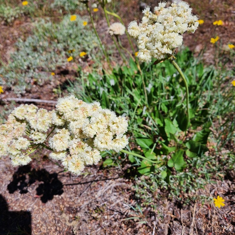 Arrowleaf Buckwheat photo 6