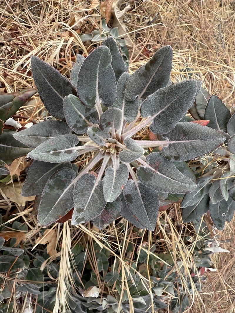 Arrowleaf Buckwheat photo 7