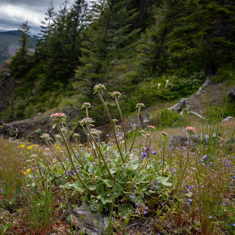 Arrowleaf Buckwheat photo 8
