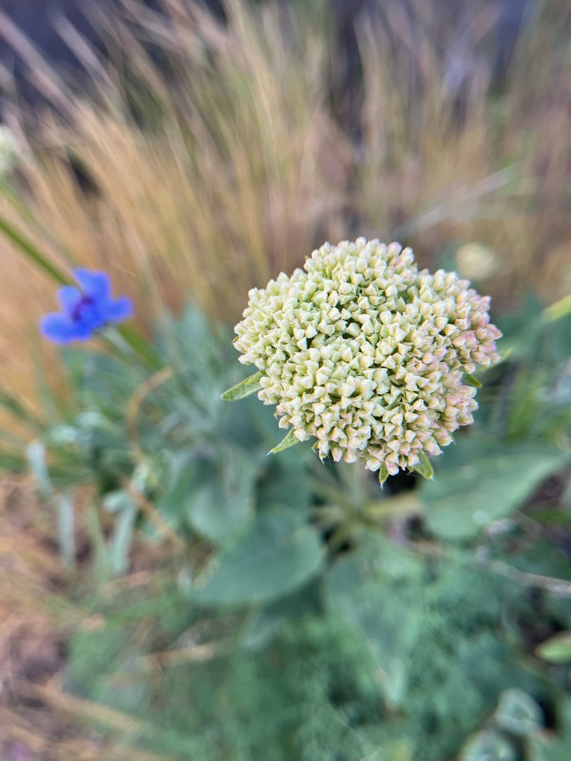 Eriogonum compositum var. compositum