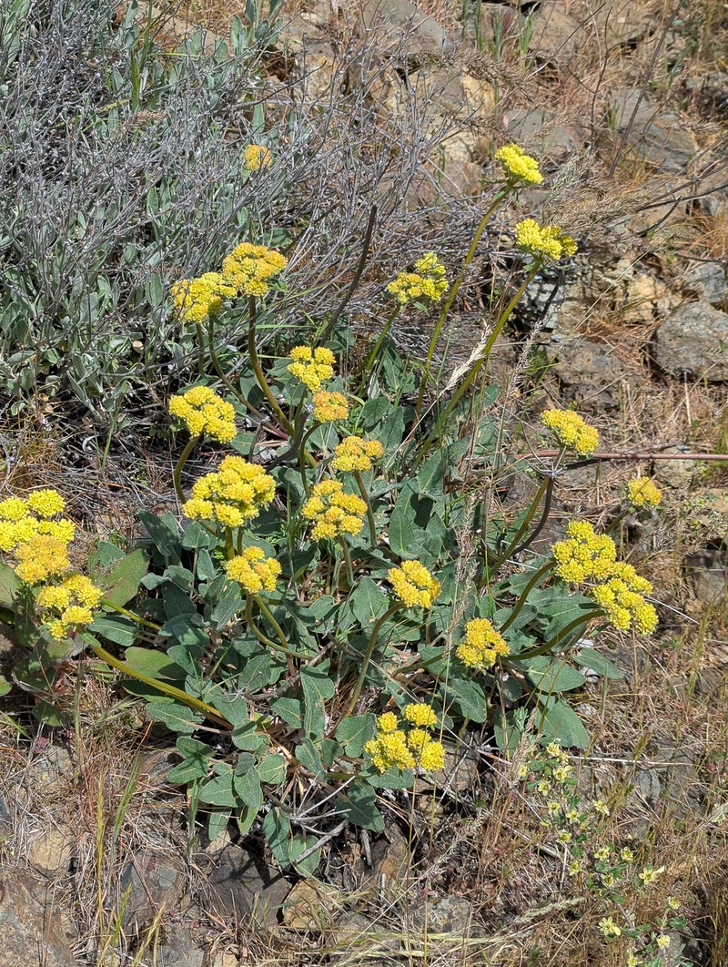 Eriogonum compositum var. compositum photo 2