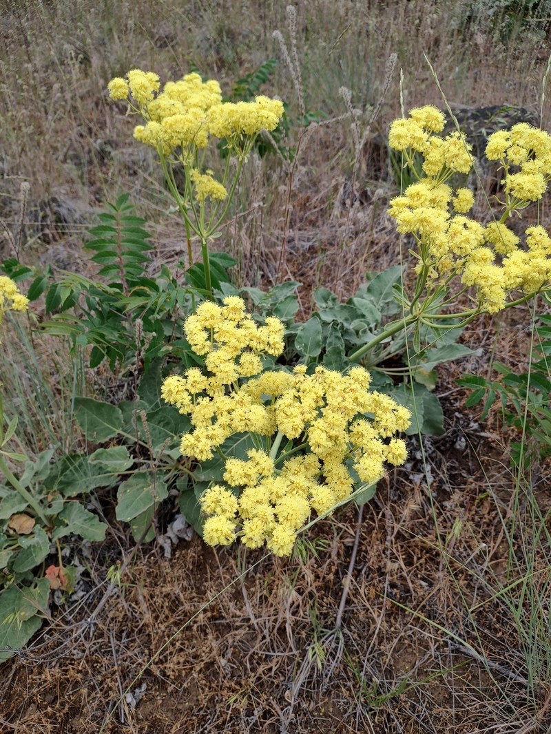 Eriogonum compositum var. compositum photo 3