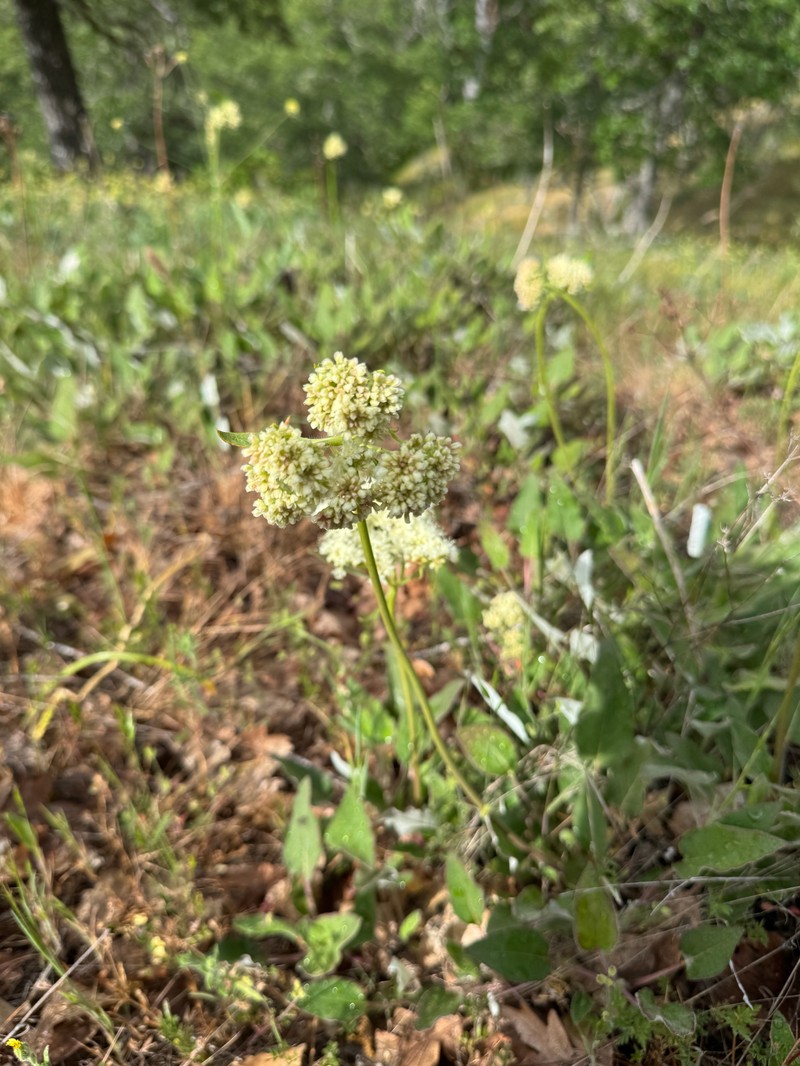 Eriogonum compositum var. compositum photo 4