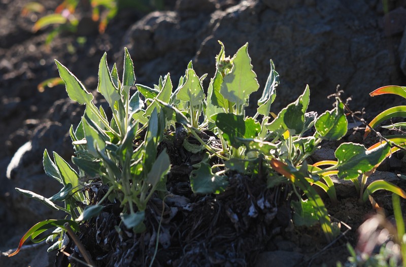 Eriogonum compositum var. compositum photo 5
