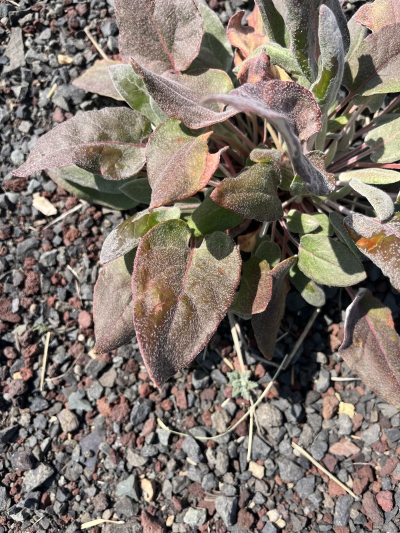Eriogonum compositum var. compositum photo 6