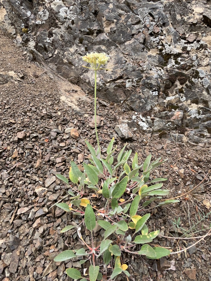 Eriogonum compositum var. lancifolium