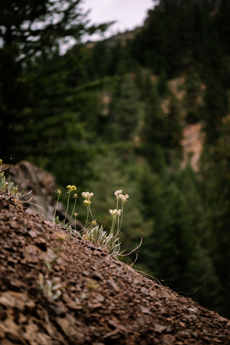 Eriogonum compositum var. lancifolium photo 2