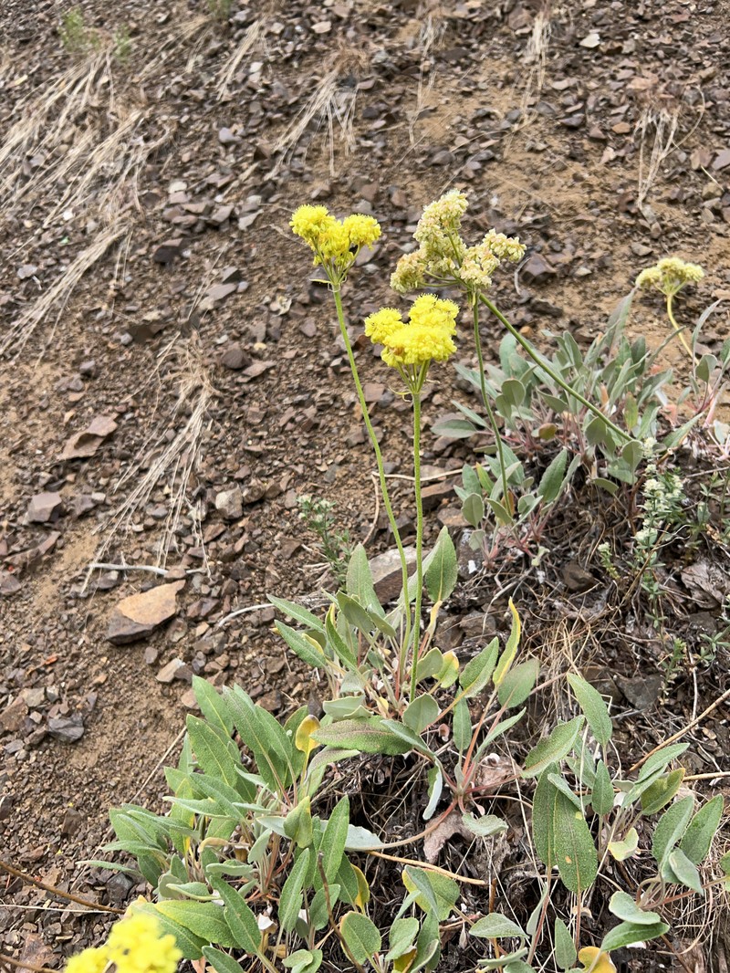 Eriogonum compositum var. lancifolium photo 3