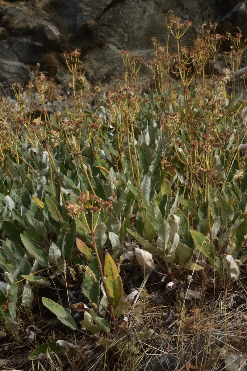 Eriogonum compositum var. lancifolium photo 4