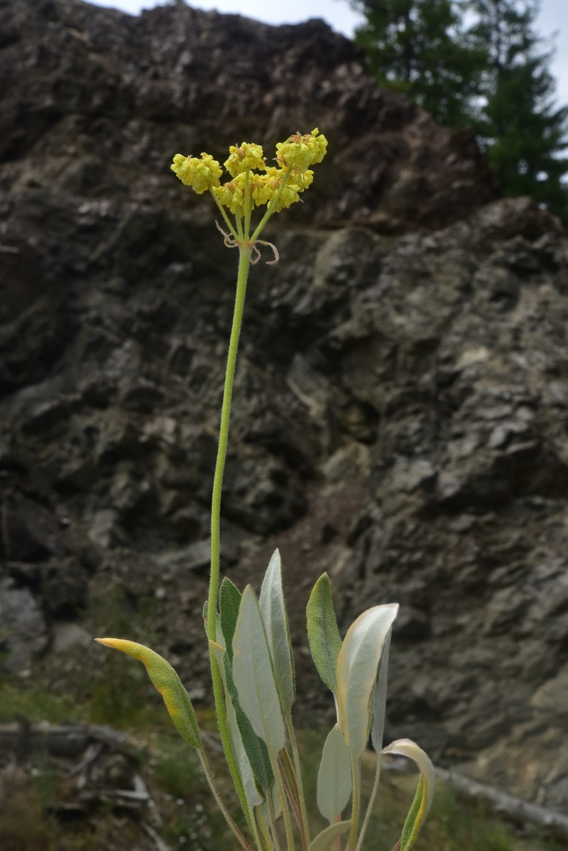 Eriogonum compositum var. lancifolium photo 5