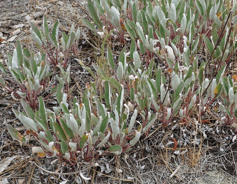 Eriogonum compositum var. lancifolium photo 6