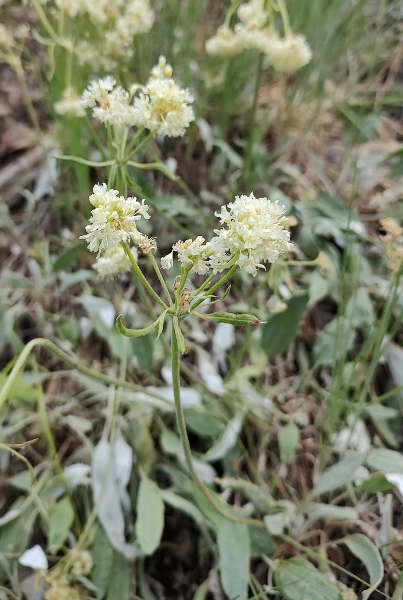 Eriogonum compositum var. lancifolium photo 7