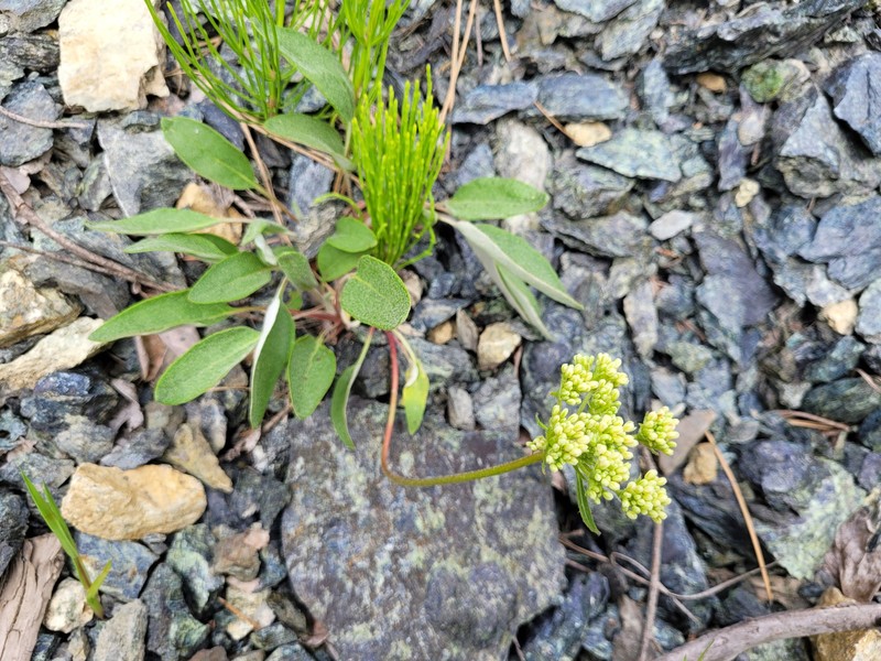 Eriogonum compositum var. lancifolium photo 8