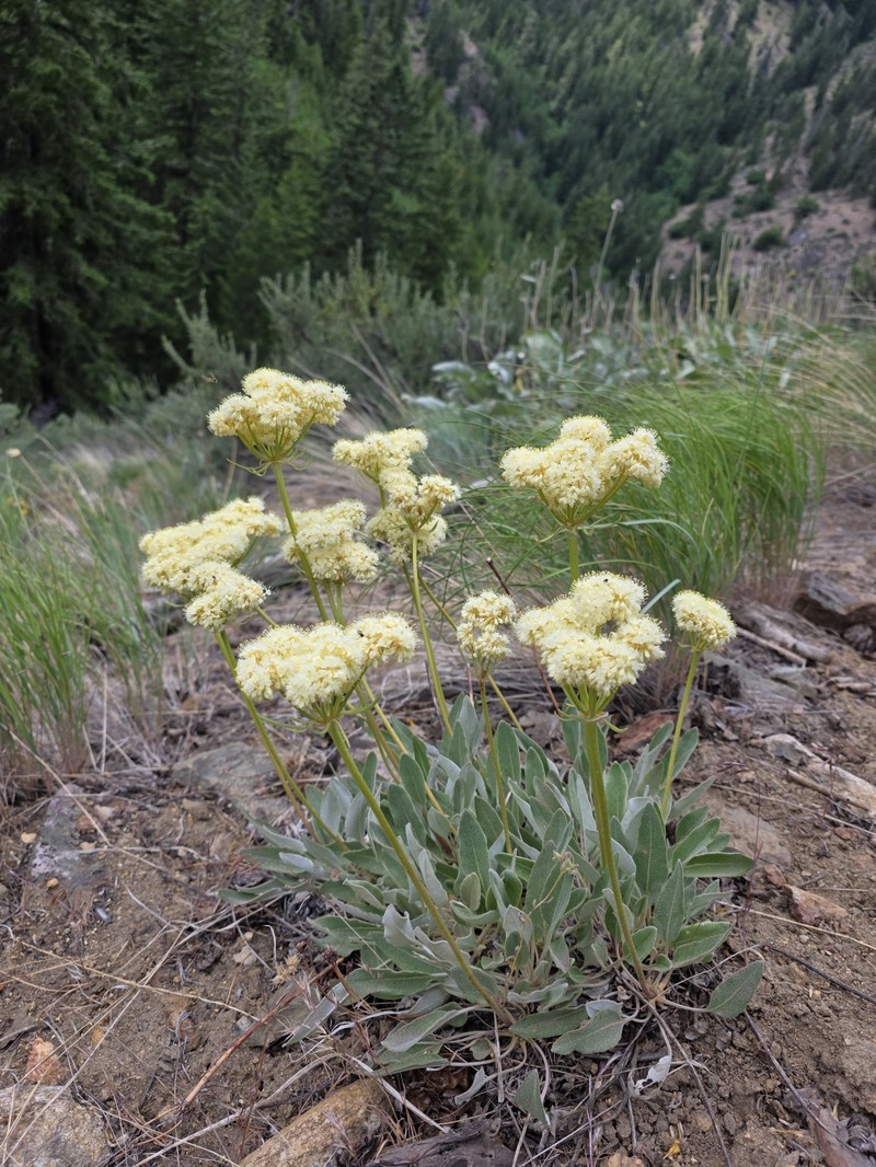 Eriogonum compositum var. leianthum